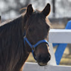 Meet your Posher, Shelly